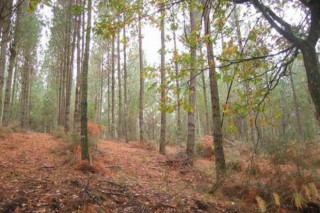Medio Rural aumenta partidas para o sector forestal nos presupostos 2016