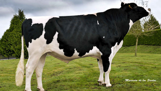 Xenética Fontao confirma en 2015 su liderazgo en la genética Holstein en España