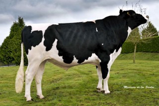 Dominio galego na xenética Holstein de España