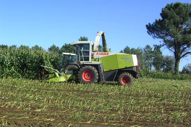 A PAC que se aplicará en Galicia mantén as limitacións para o cultivo de millo forraxeiro