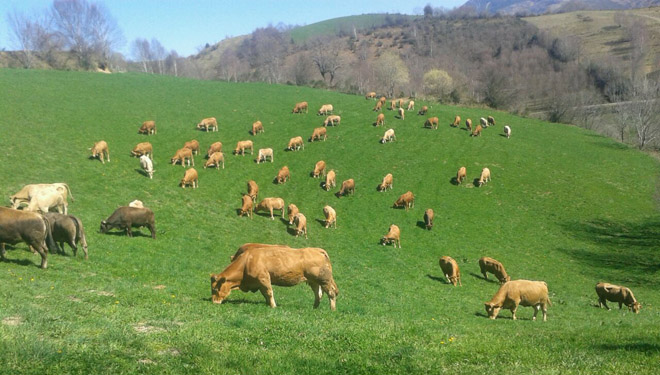 “El principal obstáculo para la ganadería en la montaña es la falta de ordenación territorial”