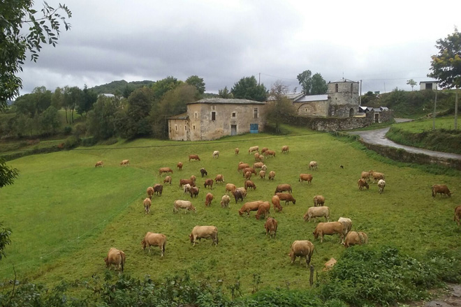 La Xunta confía en que a comienzos de 2017 Galicia sea declarada región indemne a la brucelosis bovina