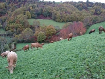 Agricultores e gandeiros, os novos xardineiros da paisaxe e o medio ambiente