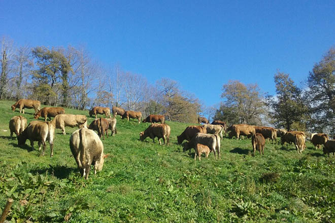 5611 ganderías de vacún de carne de Galicia recibirán de media 1400 euros de axudas pola Covid 19