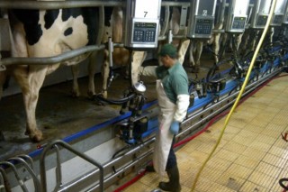 Convocados os premios Exceleite 2020 ás mellores ganderías de vacún de leite de Galicia