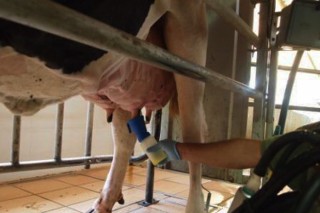Curso sobre técnicas para mellorar a calidade do leite nas ganderías de vacún