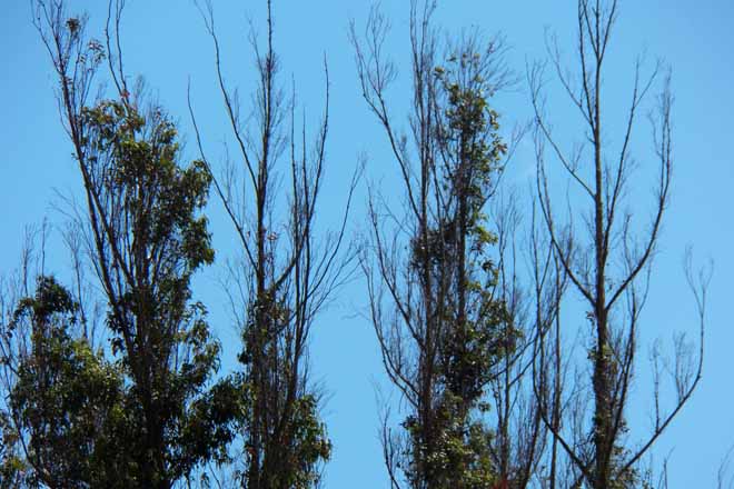 Ence destina un millón de euros a la lucha biológica contra el gorgojo del eucalipto