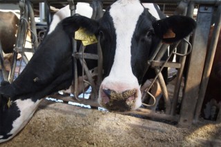 Claves para mellorar a rendibilidade das explotacións de vacún de leite