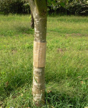 Tratamentos fitosanitarios das árbores froiteiras durante o outono-inverno