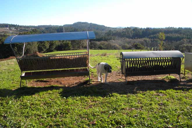 Ovica pide melloras nas axudas de incorporación para as ganderías de ovino ou caprino
