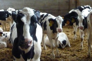 As tres claves para mellorar a eficiencia alimentaria das xovencas en vacún de leite