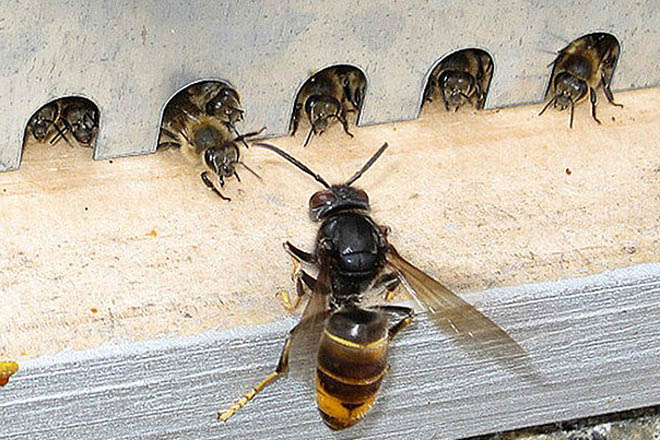 La Diputación de Lugo pide a la Xunta que declare plaga la vespa velutina