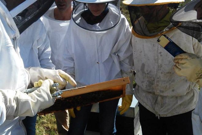 Abella Lupa organiza un curso de apicultura ecológica