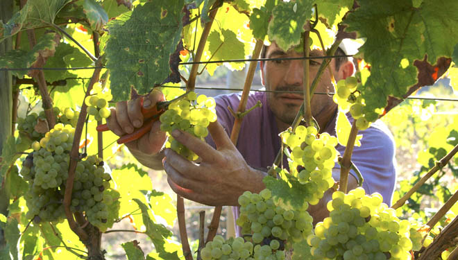 Adega Panchín: o viño producido máis ao norte de Galicia
