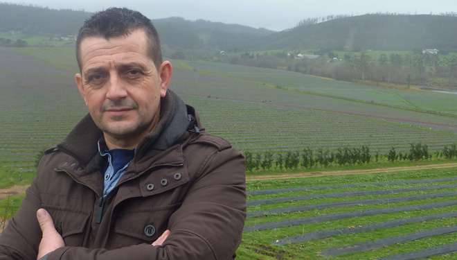 Galicia despega con fuerza en la producción de arándanos