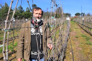 “Se facemos as cousas ben, as capacidades para a viticultura en Galicia son enormes”