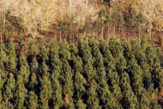 Forestación Galicia defende os contratos de carbono que asina con comunidades de montes