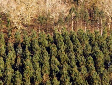 Forestación Galicia defende os contratos de carbono que asina con comunidades de montes