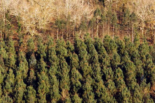 La crisis del pino genera incertidumbre sobre su futuro en el monte gallego