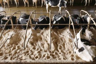 Redución de custos nunha explotación de vacún de leite en intensivo