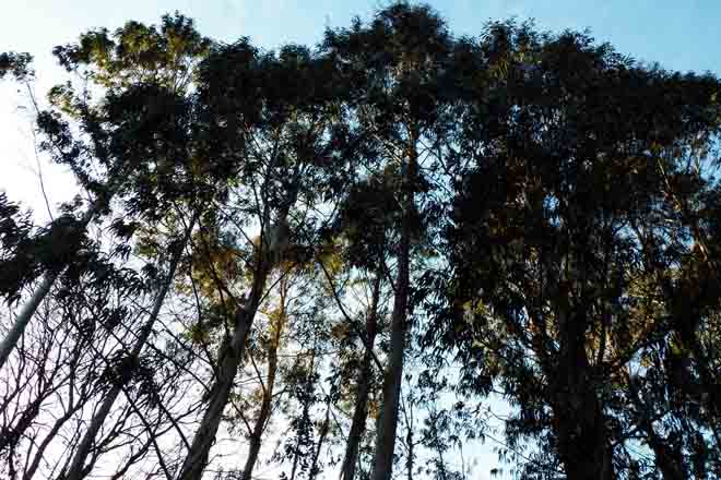¿Es siempre el eucalipto el árbol más rentable?