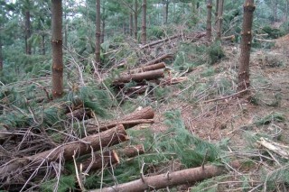 Melloras na fiscalidade forestal en Galicia