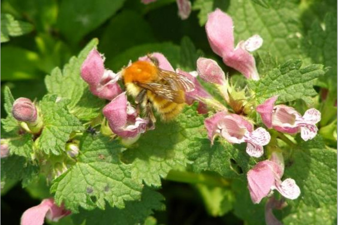 ¿Que flora en Galicia ten máis interese para a apicultura?