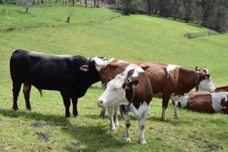 IV encontro de ganderías de leite ecolóxico de vaca