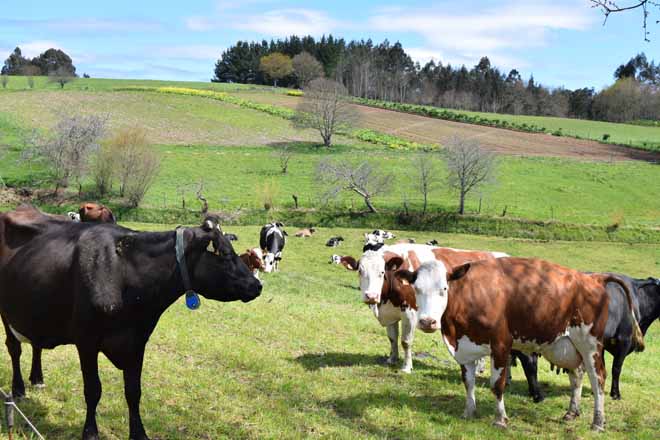 Agricultura publicará o prezo no campo do leite ecolóxico e do que vai para D.Os de queixo