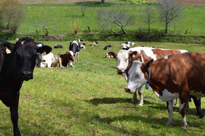 Las organizaciones agrarias instan a Medio Rural a dotar de fondos suficientes a las ayudas de agricultura ecológica