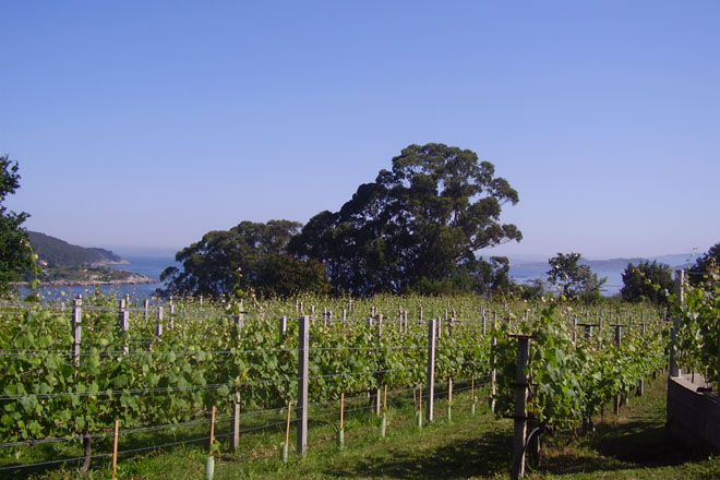 Las IGP vitivinícolas de Galicia se unen en una asociación
