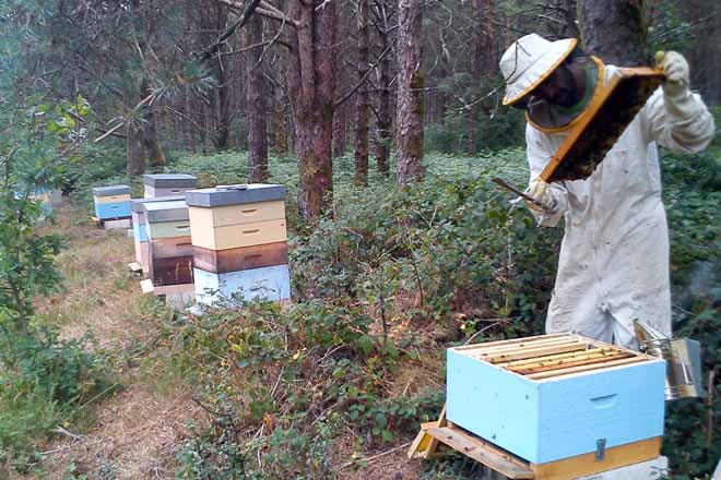Curso de apicultura básico no concello de Láncara