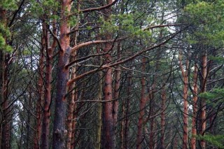 Os cambios nunha aplicación informática enredan a presentación de proxectos de ordenación forestal