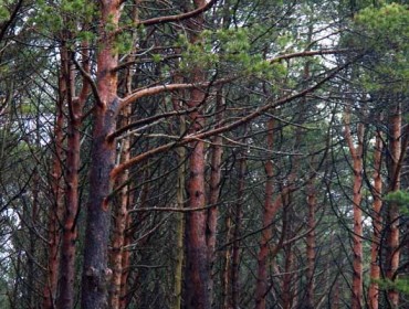 Os cambios nunha aplicación informática enredan a presentación de proxectos de ordenación forestal