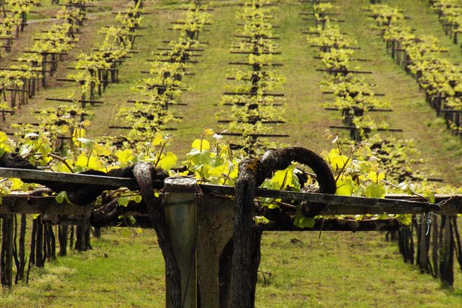 As catro IXPs dos viños de Galicia alíanse para “medrar xuntas”