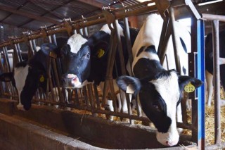 Sete claves sobre as axudas da UE para a crise do sector lácteo