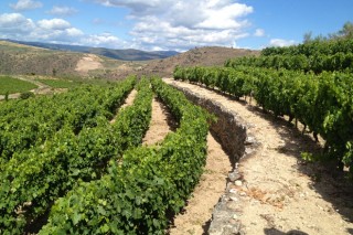 Un godello de Valdeorras, “Sorte O Soro 2021” de Rafael Palacios, único viño galego que alcanza os 99 puntos Parker