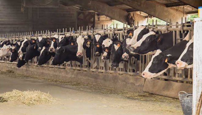 Listado de las mejores vacas y ganaderías de Galicia en 2019