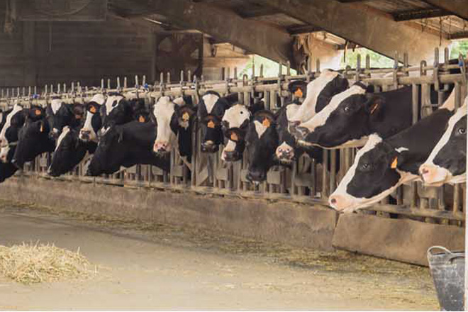 Listado das mellores ganderías de vacún de leite da provincia de Lugo