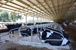 Novidades da nova liña 401 de seguros agrarios para vacún de leite e de carne