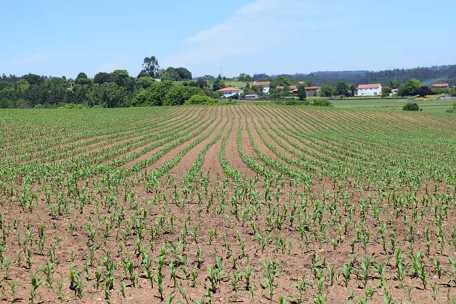 Oito claves para a sementeira do millo forraxeiro en Galicia