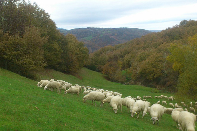El ovino y caprino gallego, afectado por el coronavirus, espera salvar la campaña de verano