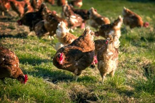 Pazo de Vilane, a marca das galiñas en libertade