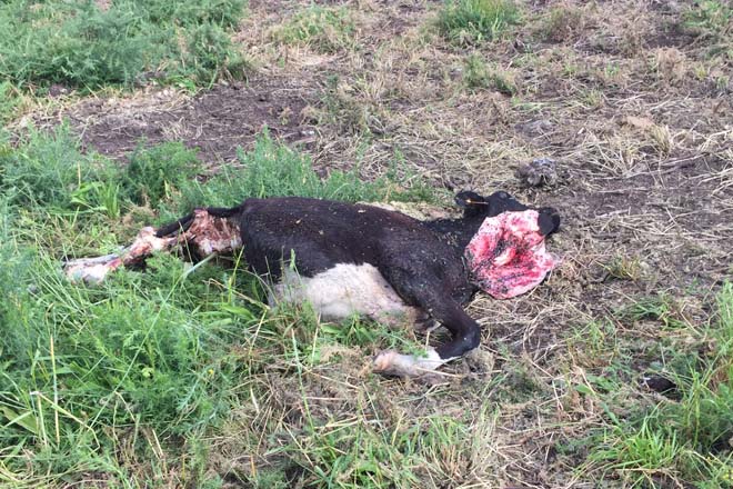 El número de ataques registrados del lobo al ganado en Galicia se duplicó entre 2015 y 2017