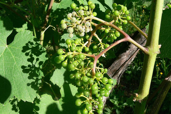 Recomiendan controlar la vegetación en viñedo y vigilar el mildiu