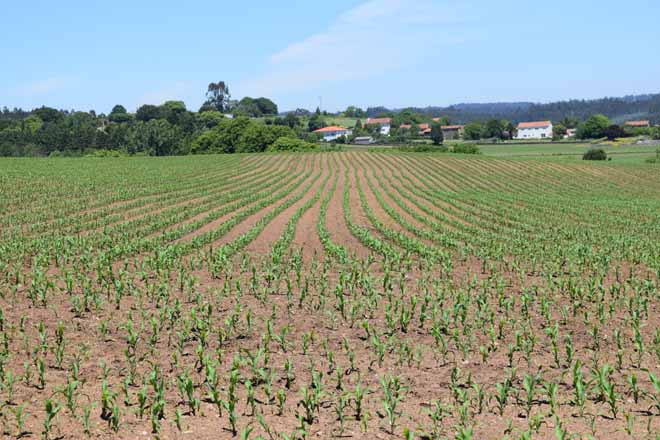 Ucoga indemniza con más de 176.000 euros a los ganaderos gallegos por pérdidas en la cosecha de maíz forrajero