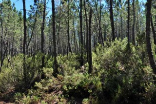 Medio Rural acláralle ós silvicultores do Morrazo que apoiará agrupacións de 10 hectáreas