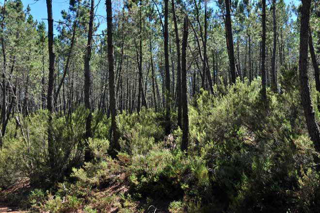 El potasio resulta determinante para el crecimiento de las plantaciones de pino del país