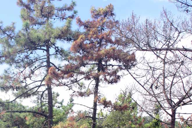 La Xunta crea la Red de avisos fitosanitarios en materia forestal