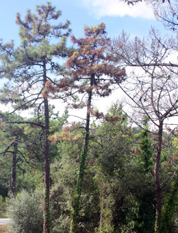 Una investigación prevé que el nematodo del pino colonice el sur gallego desde 2022